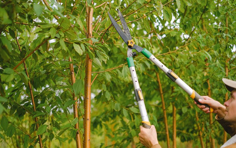 Tree trimming in Dahlen, ND