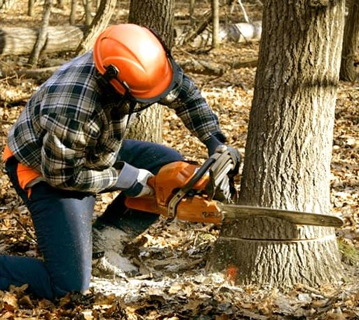 Tree Removal in Dahlen, ND